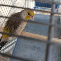 سهره قناری نر