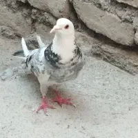 شازده نر