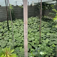 کیوی خیاری درجه یک با کیفیت تضمینی فروشی