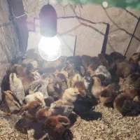 جوجه گلپایگان تخم گذار