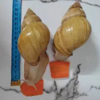 حلزون سوپر مولد