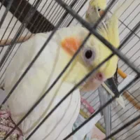 عروس هلندی ماده