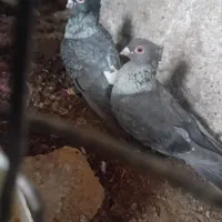 طوقی سفید موشی