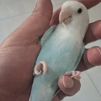طوطی کوتوله برزیلی.نژاد مارال تراکواز