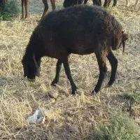 3جفت میش جوان