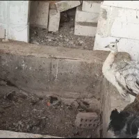 فروش طاووس