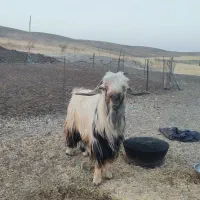 دوبر تخمی
