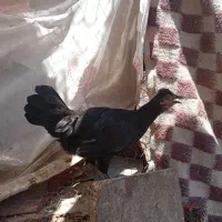 فروش ۴عددخروس ومرغ ۷ماهه