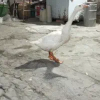 غاز قو