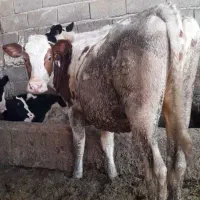 گاو (گوساله)