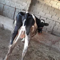 گاو هلشتاین