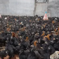 جوجه مرغ بومی محلی جهادی گلپایگانی درشت بلک استار