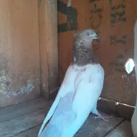 کفتر