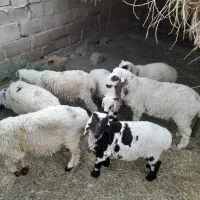 بره نر