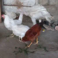 فروش سه عدد بوقلمون وچهار عدد مرغ