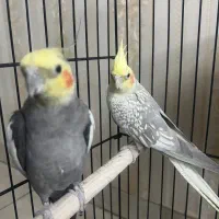 عروس هلندی مولد