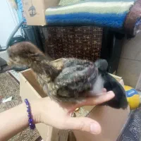 جوجه رسمی