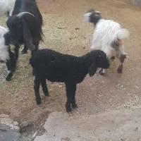 بره قوچ نر ۱ماه ونیم