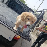 توله سگ سالم فروشی