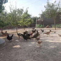 مرغ