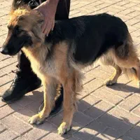 فروش سگ ژرمن شپر ماده