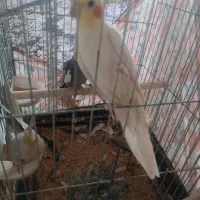 عروس هلندی