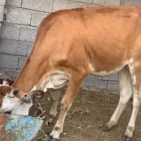 گاو گوشتی|حیوانات مزرعه|بندرعباس, |دیوار