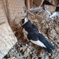 کفتر ماده جوان