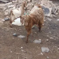 بز با بزغاله
