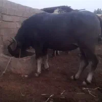 گاومیش نر فحل