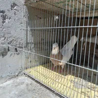 کبوتر ماده طوقی