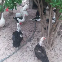 اردک اسراییلی