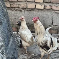 مرغ وخروس گلین