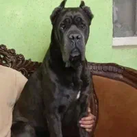 سگهای نگهبان کنکورسو،ژرمن ،زوتوایلر و دوبرمن