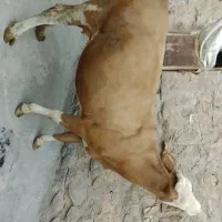 گاوه سیمینتال