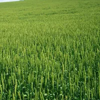 فروش زمین کشاورزی در پویینک