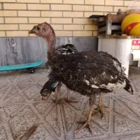 بوقلمون 2ماهه