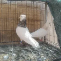 طوقی هفت رنگ سرور  تخت قدیمی