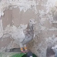 کبوتر