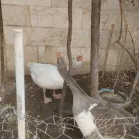 غاز