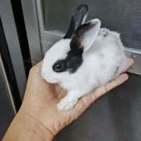 بچه خرگوش فروشی