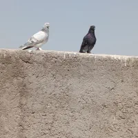 کفتر کار درست