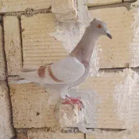 کبوتر