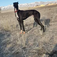 توله تازی اصیل