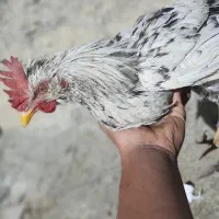 خروس گلین قربونی