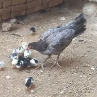 مرغ لاری