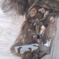 جا جامی درختی