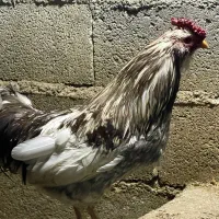 خروس|حیوانات مزرعه|جوانرود, |دیوار