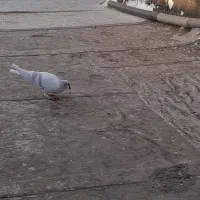 کبوتر گمشده