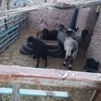 بره